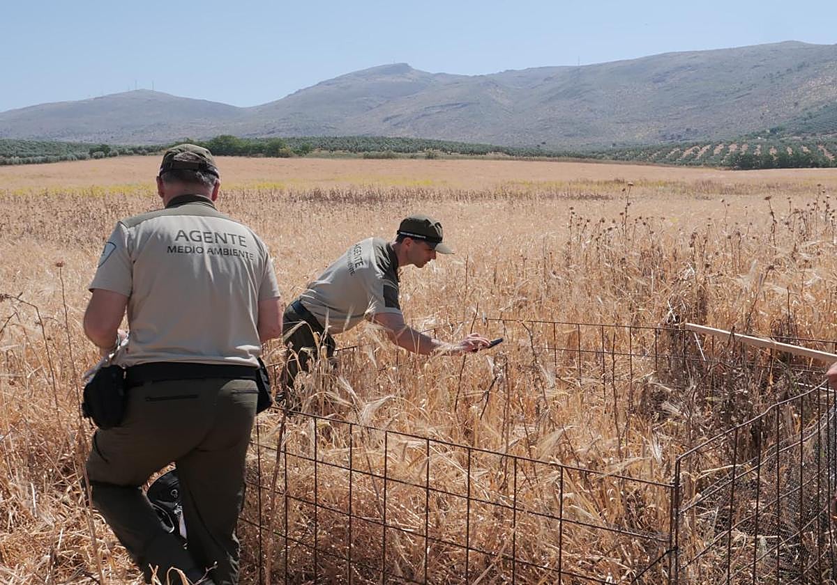 Agentes Medioambientales de Andalucía protegiendo un nido de aguilucho cenizo en un cereal