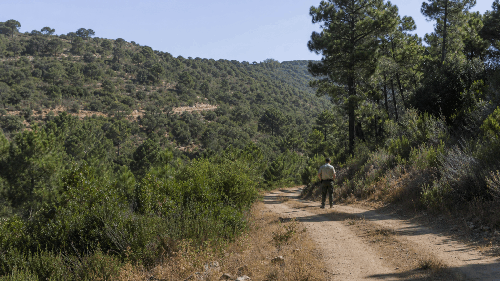 Monte público andaluz con pista forestal y agente medioambiental inspeccionando el terreno