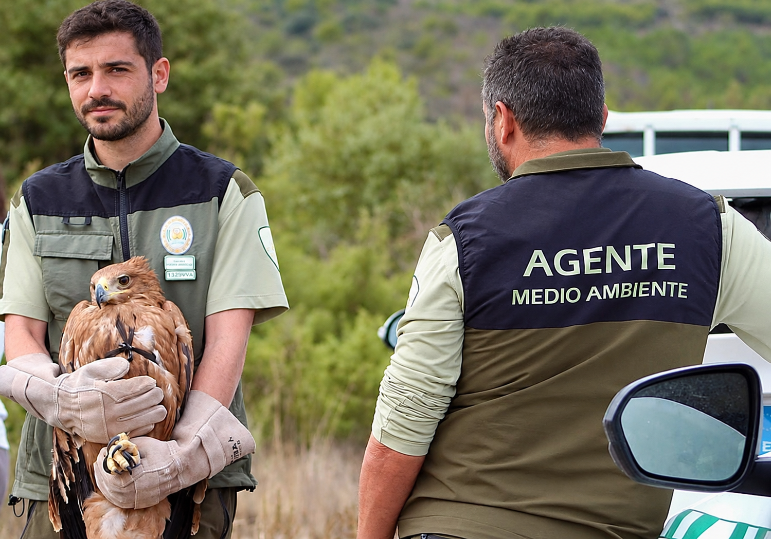 Agente de Medio Ambiente sostiene un águila imperial ibérica durante una actuación de conservación en Almería