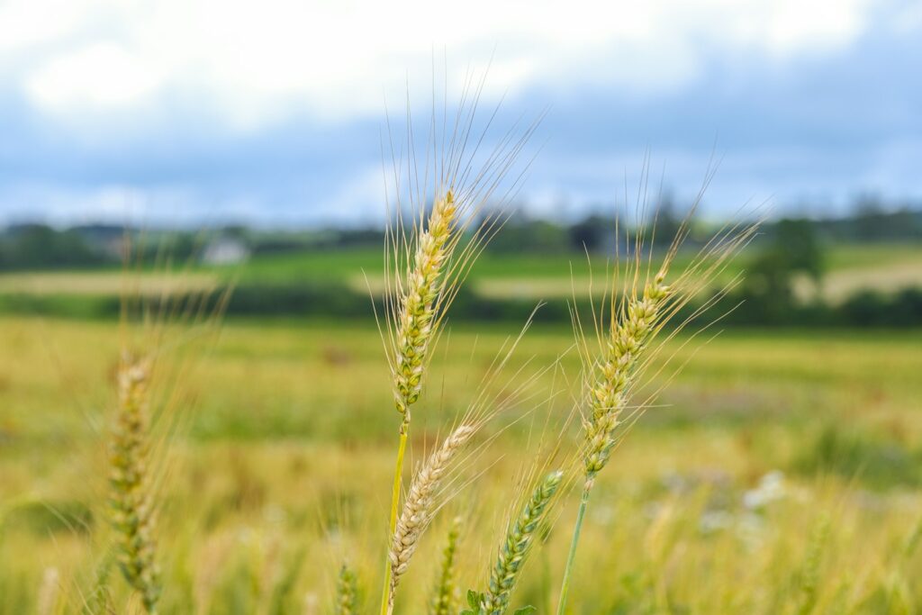 Campo de cereal en una zona agraria abierta