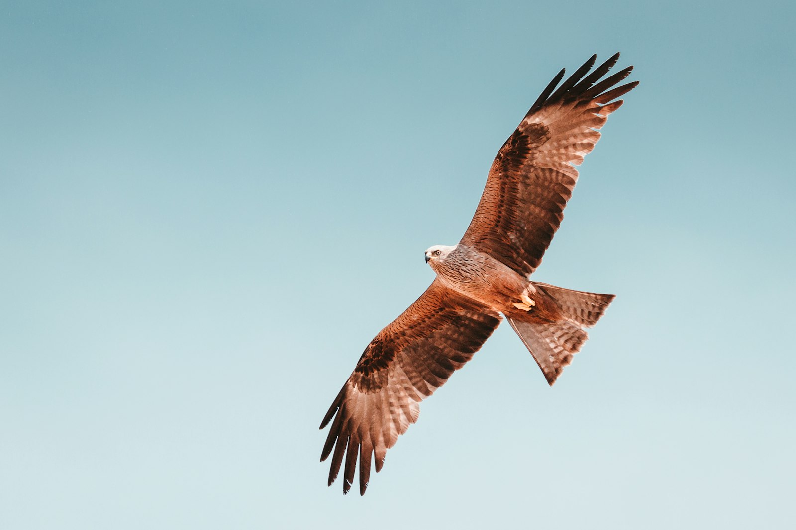 Ave rapaz planeando con las alas abiertas sobre el cielo