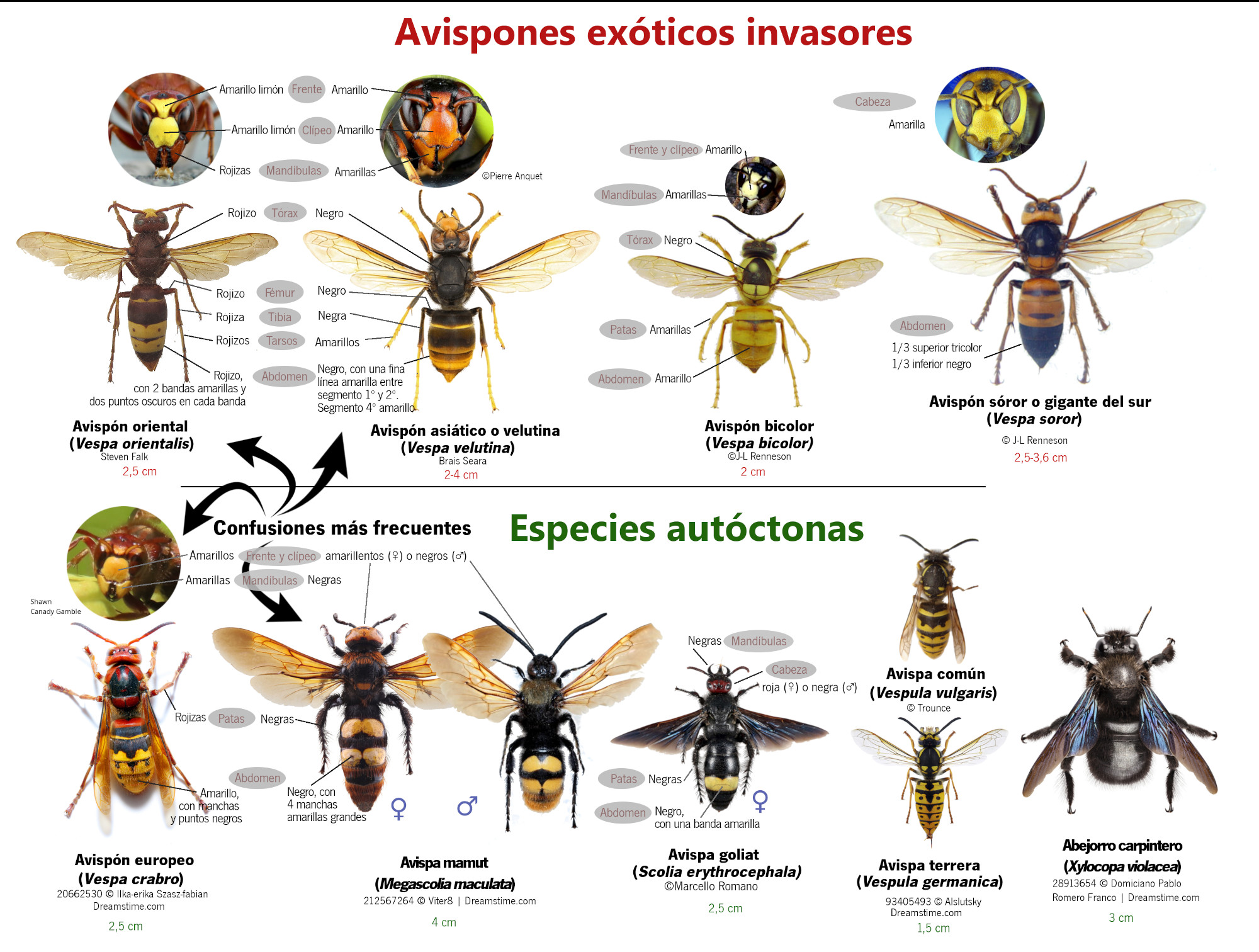 Guía visual de avispones exóticos invasores y especies autóctonas parecidas