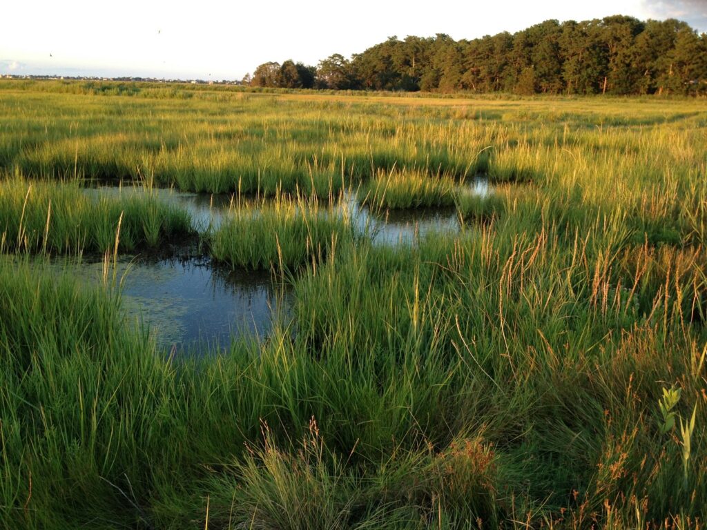 Paisaje de marisma con canales de agua y vegetación en un humedal costero